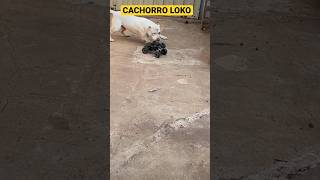 CACHORRO LOKO (INSCREVA-SE VAMOS BATER Mil INSCRITOS) #shorts #tiktok #short #pitbull #viral #video