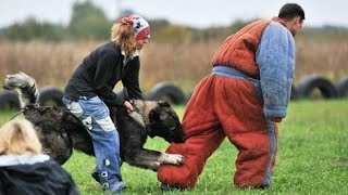 شراسة كلب الراعي القوقازي أثناء التدريب || The fierceness of the Caucasian Shepherd during training