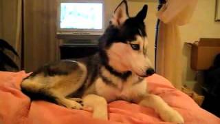 Husky Dog Talking -llove you