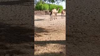 #camel #beautiful #video #viral