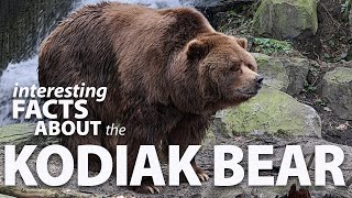 Interesting Facts about Kodiak Bears