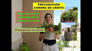 Cuidados y reproducción de Corona de Cristo/ Propagación de cactus