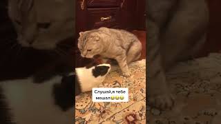 Не надо мешать коту 🤣 #shorts #приколы #cat