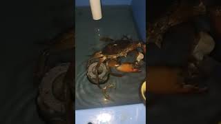 insting kepiting bakau mengejar makanan