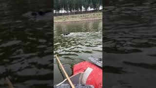 Amazing Bird Fishing Video Ever  🐟 Best Asian Fishing Technique 🐟 #shorts