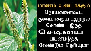 மரணம் இல்லாத நாயுருவி மருத்துவ பயன்கள் | Achyranthes Aspera Herb Uses | Benefits | Herb Help