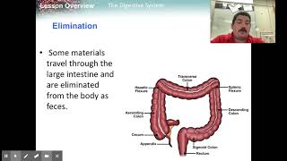 Introduction to Digestive System