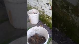 damp oudours drains rats home repair