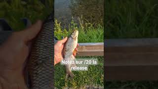 Release de pro #pêche #poisson #peche #nature #chevesne #carnassier #shorts