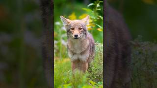 Crazy encounter with coyote pups!