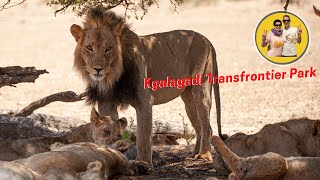 Amazing animals of Kagalagadi National Park #lions #cheetahs