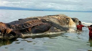 [HEBOH] Ditemukan Cumi-cumi Raksasa Di Pantai Hulung Maluku 9 Mei 2017