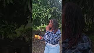 eating delicious mangoes