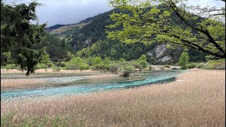 春天的九寨沟 III (The Spring Of Jiuzhai Gou III) 镜海/珍珠滩/树正瀑布/芦苇海 Mirror Lake/Pearl Shoal/Shuzhen Waterfall