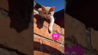 Kitten meowing cat 😻- one of the sweetest sounds ever ❤️ 😍 #like #cats #youtuber #shorts