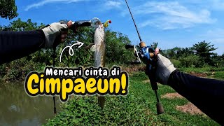 Mancing Casting Ikan Gabus di Spot Empang Cimpaeun Tapos Depok