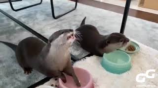 OTTER Enjoy Snacks