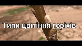 №78 Типи цвітіння та вплив на врожайність  грецьких горіхів Юкал І І