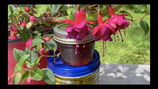 HOW TO Make EVENING PRIMROSE Flower Syrup & BEST Time to Harvest. A Very Delicious & Unique Flavour!