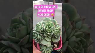 LOTS of SUCCULENT BABIES from Headchop #succulents #succulent #suculentas