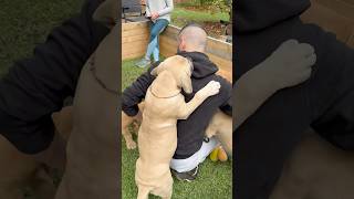 Boerboel Puppy Chaos #shortsfeed #puppy #boerboel #cutedog