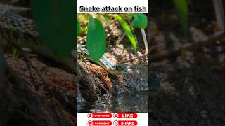 Snake attack on fish #animals #wildanimal #shortsviral