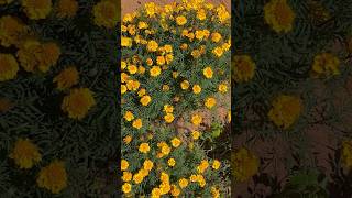 Fantastic marigold flowers || Home Gardening | #flowers #gardening #youtubeshorts #marigold