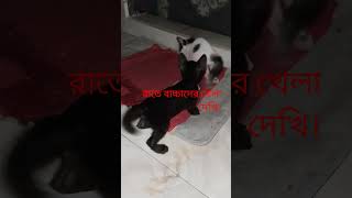 পশু পাখি ও মানুষকে যথেষ্ট আনন্দ দেয় যদি সে পশু প্রেমি হয় ❤️ #catsound #cat #kitten #baby #shorts