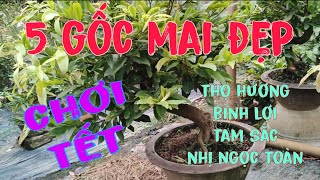 3/9)☎️0911797407☎️mai vàng chơi Tết, thuần chậu, già mùa, giá rẻ