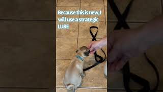 Puppy training for PLACE, LOOK expansion, and Intro to DOWN command