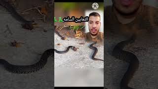 ثعبان يبتلع افعى كبيره🐍🐍 #جندى مصر #تريند #ريلز #متابعه #حالات #duet #funny #حيوانات #مقالب #افعى