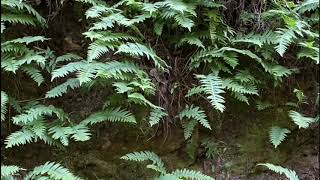 Ferns on Mt Tam