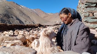 Behind the Scene story of Shepherdess Tsering Palmo #NII