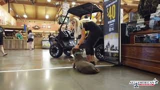 Silver Labrador Training I Phoenix Dog Trainers I Best Dog Training Phoenix I All-American K-9