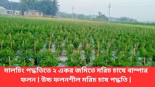 মালচিং পদ্ধতিতে ২ একর জমিতে মরিচ চাষে বাম্পার ফলন | উচ্চ ফলনশীল মরিচ চাষ পদ্ধতি |