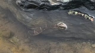 Snake under a rock under water