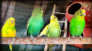 Budgies Sounds CAGE DAY12 | Budgies sounds Chirping Singing | By akshimokshi8415