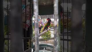 burung berkicau kicau yang cantik #burungkicau #burunggacor #burung