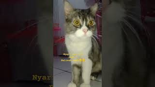 Si mbul mah sok aya² wae, bikin sawan babu nya ajah😸😸#shorts #uploadvideo #catlovers #pecintakucing