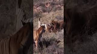 Ep2 Fighting between lion vs lion