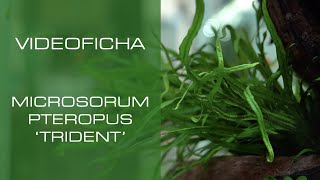 Microsorum pteropus 'Trident' - VideoFicha - El helecho con la hoja más fina - PezVerde