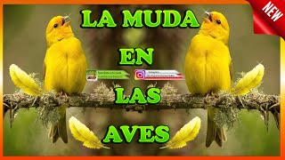 LA MUDA EN LAS AVES