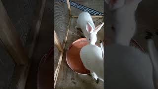 rabbit #youtubeshorts #animal #cute