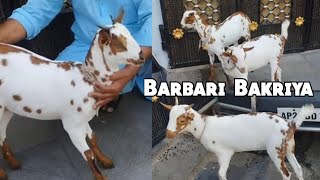 Barbari Bakriya | MH Goat Farm | Barbari ka Collection | Agra Breed Bakriya | Nehru Colony Hyderabad