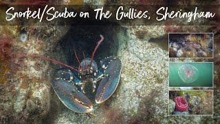 Snorkelling/Scuba at The Gullies, Sheringham - North Norfolk Chalk Reef