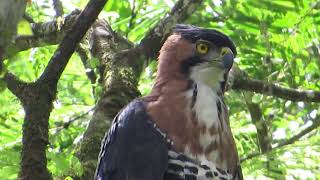 Águila Penachuda | Ornate Hawk-Eagle | Spizaetus ornatus