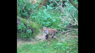 Fox cubs and more