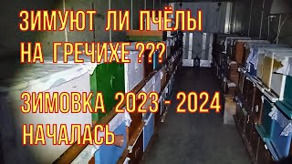 Первый раз зимуем на гречишном мëде. Зимовка при плюсовой температуре. Обзор начала зимовки.