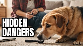 Hidden Dangers Every Pet Owner Should Know