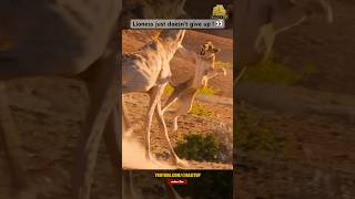 Unbelievable Lioness Giraffe Hunt